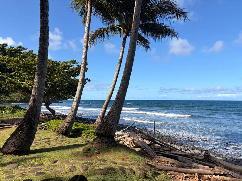 Palm trees leaning over a grassy shore with waves rolling onto a rocky beach under a blue sky